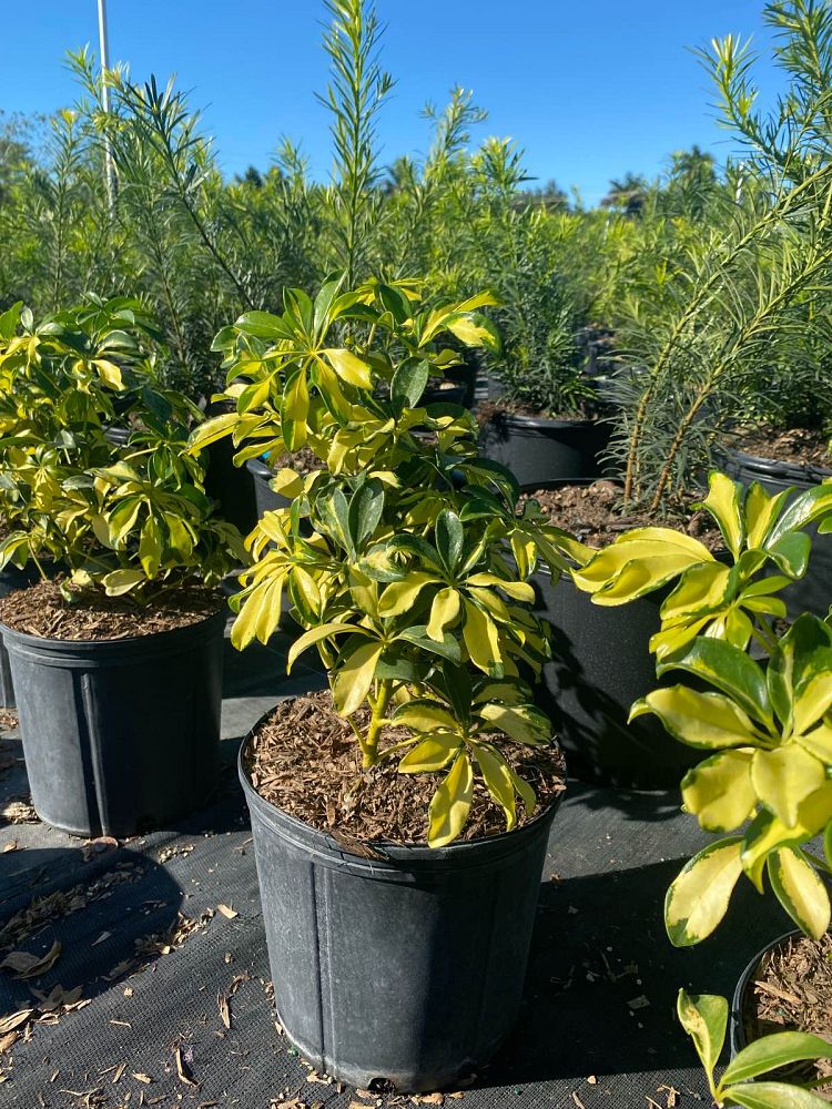 schefflera-arboricola-trinette-umbrella-tree