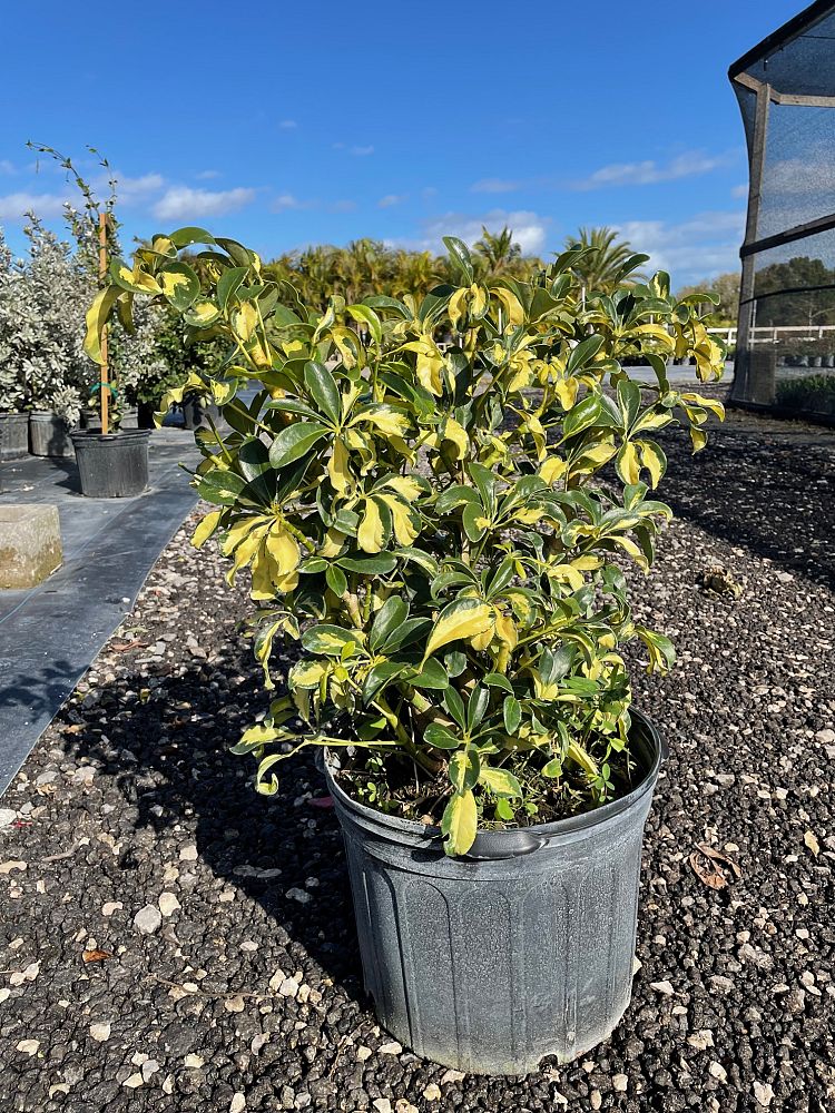 schefflera-arboricola-trinette-umbrella-tree