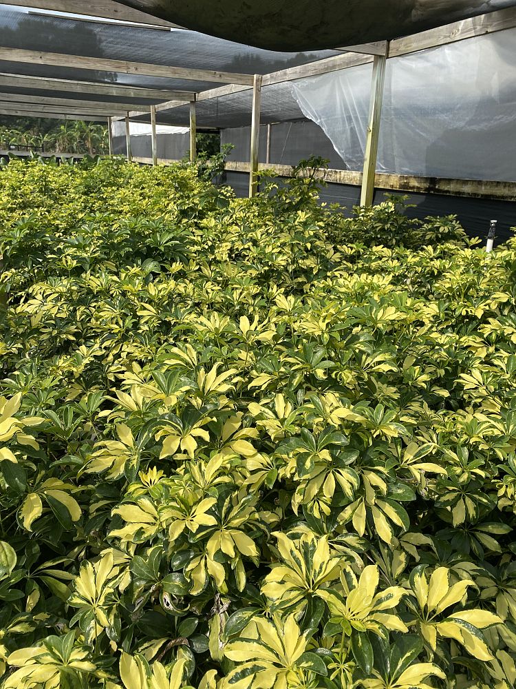 schefflera-arboricola-trinette-umbrella-tree