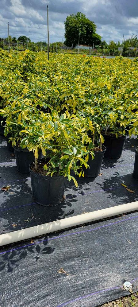 schefflera-arboricola-trinette-umbrella-tree