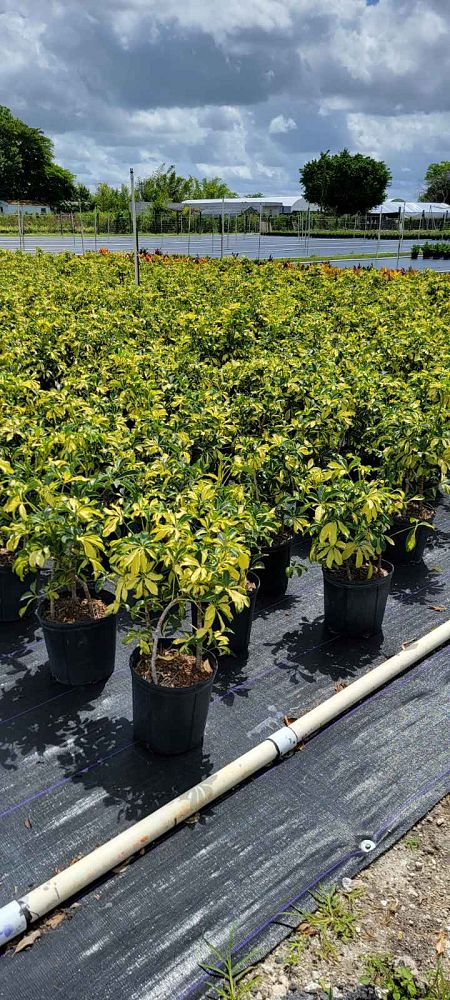 schefflera-arboricola-trinette-umbrella-tree