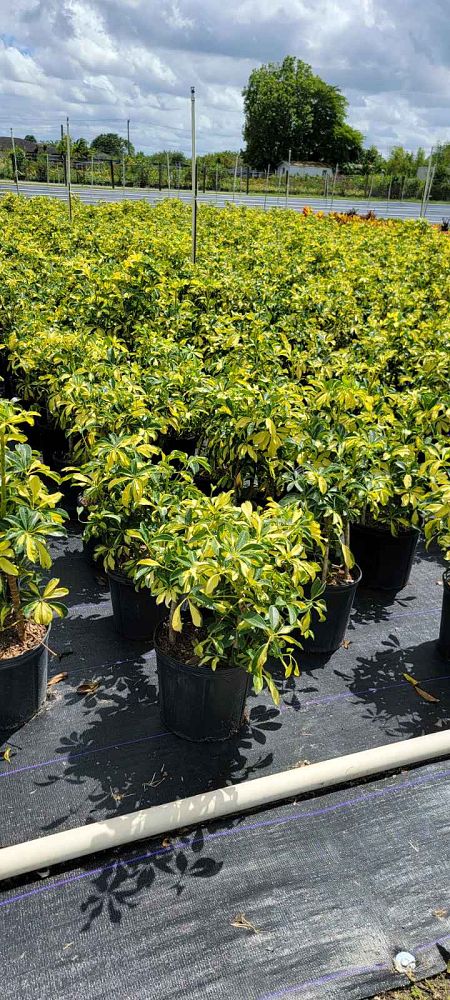 schefflera-arboricola-trinette-umbrella-tree