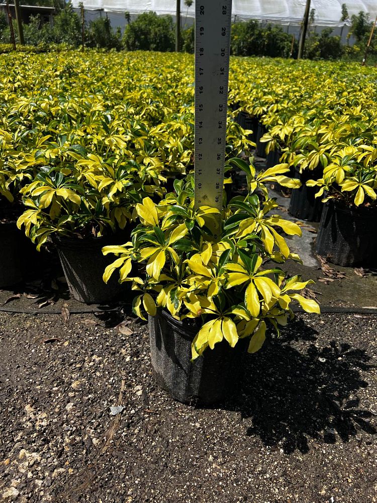 schefflera-arboricola-trinette-umbrella-tree