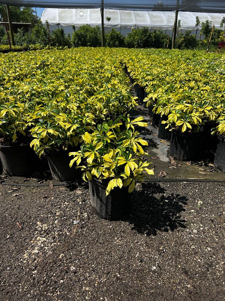 schefflera-arboricola-trinette-umbrella-tree