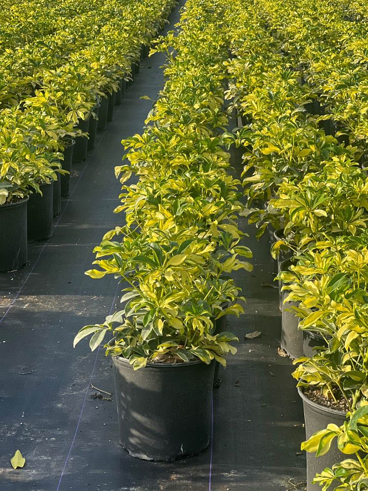 schefflera-arboricola-trinette-umbrella-tree