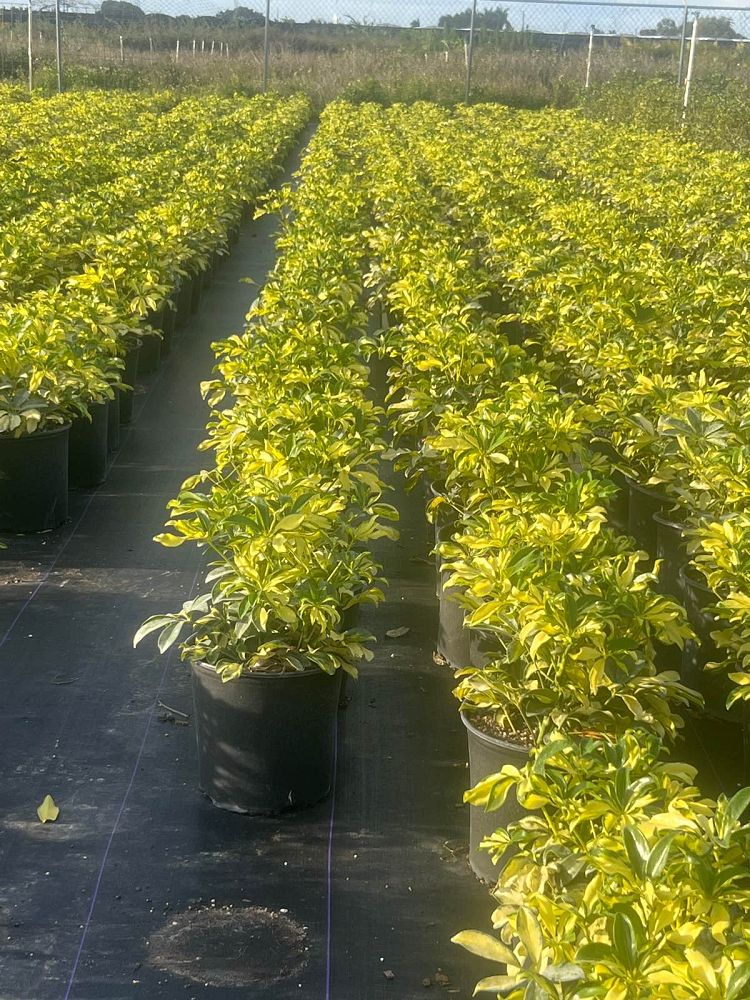 schefflera-arboricola-trinette-umbrella-tree