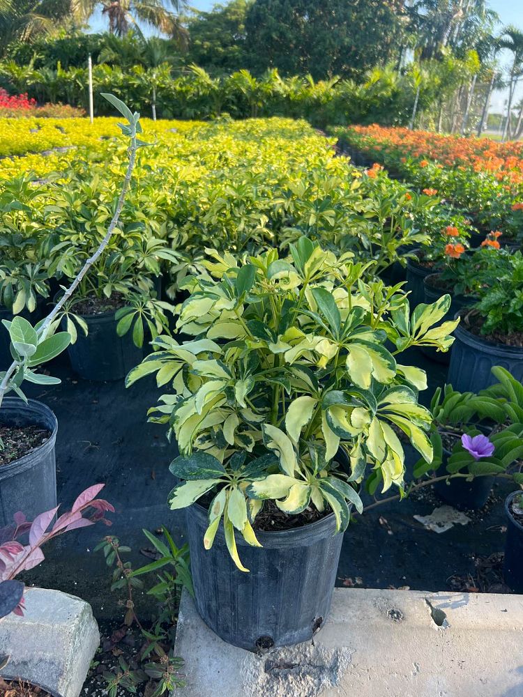 schefflera-arboricola-trinette-umbrella-tree
