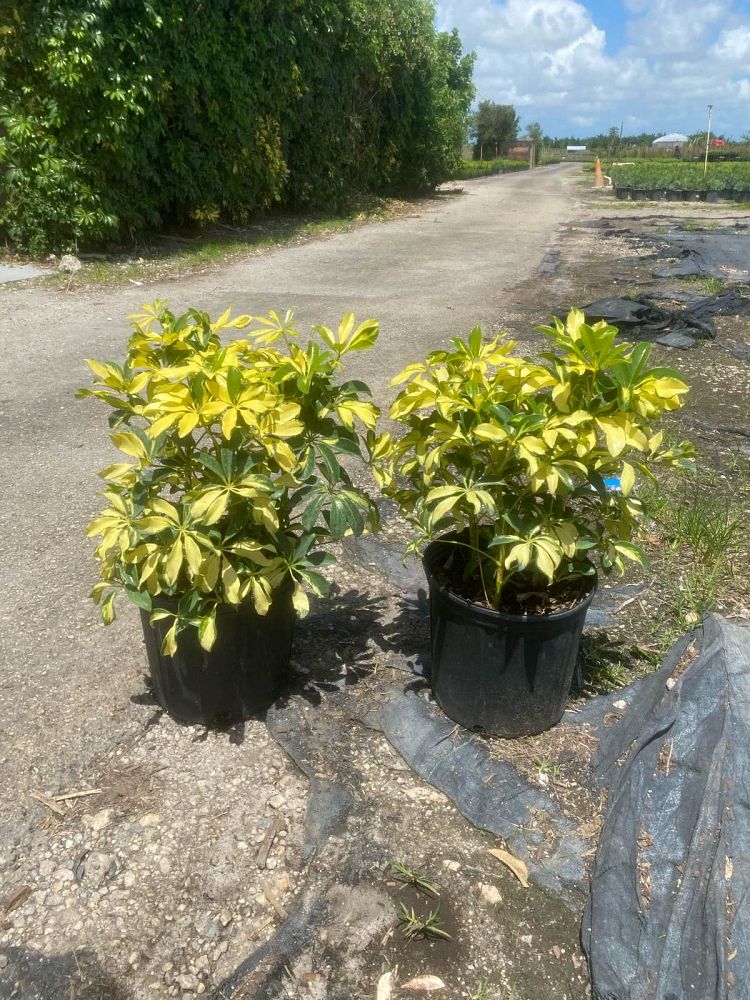 schefflera-arboricola-trinette-umbrella-tree