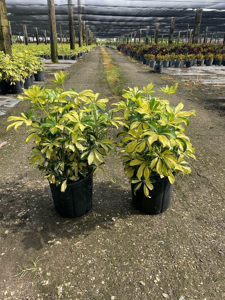 schefflera-arboricola-trinette-umbrella-tree
