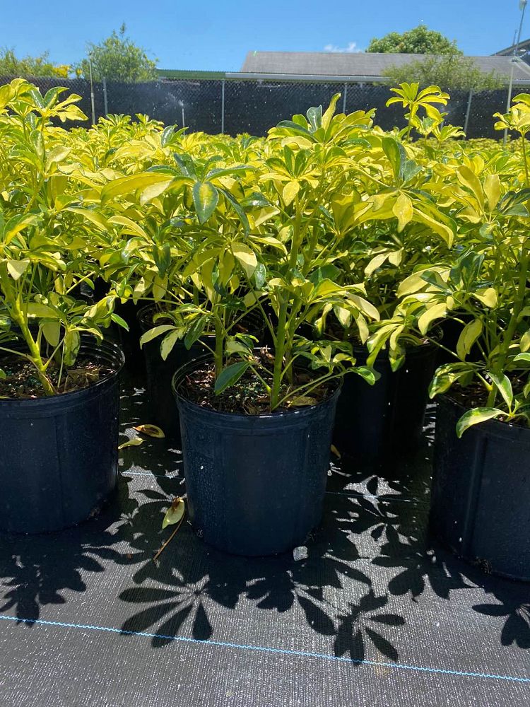 schefflera-arboricola-trinette-umbrella-tree