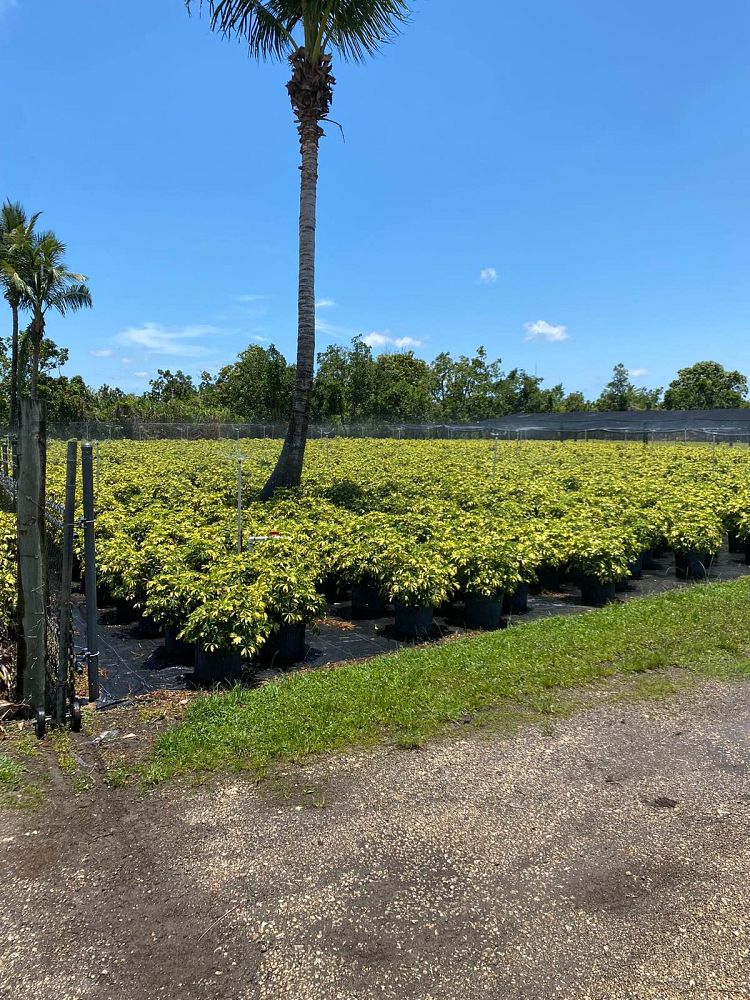 schefflera-arboricola-trinette-umbrella-tree