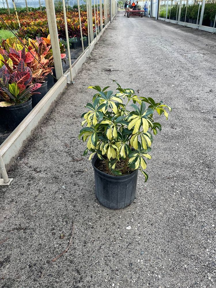 schefflera-arboricola-trinette-umbrella-tree