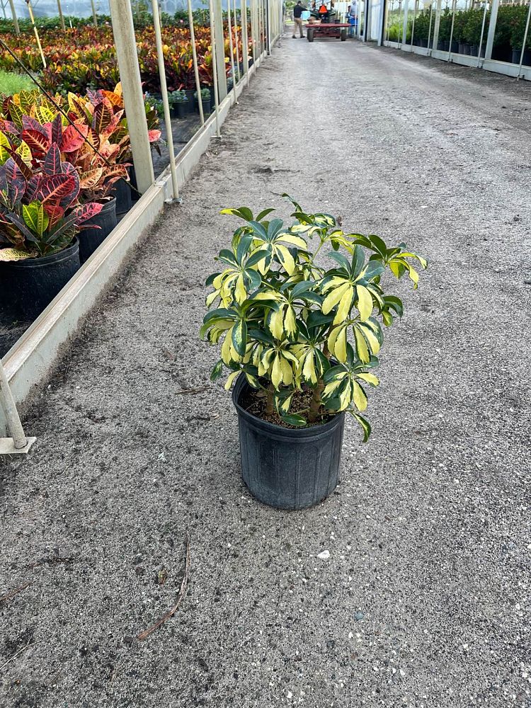 schefflera-arboricola-trinette-umbrella-tree