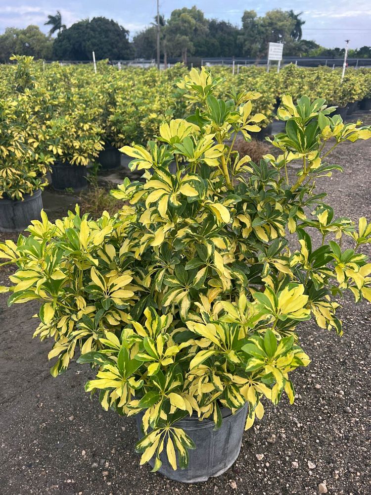 schefflera-arboricola-trinette-umbrella-tree