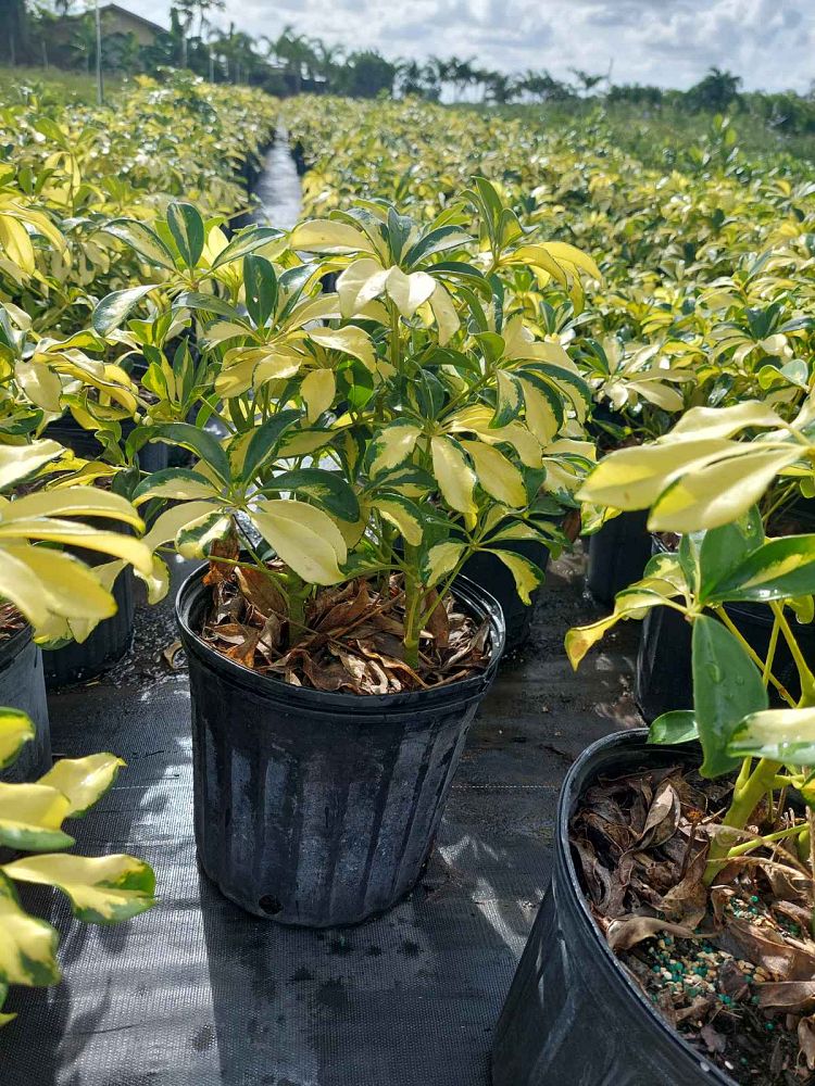 schefflera-arboricola-trinette-umbrella-tree