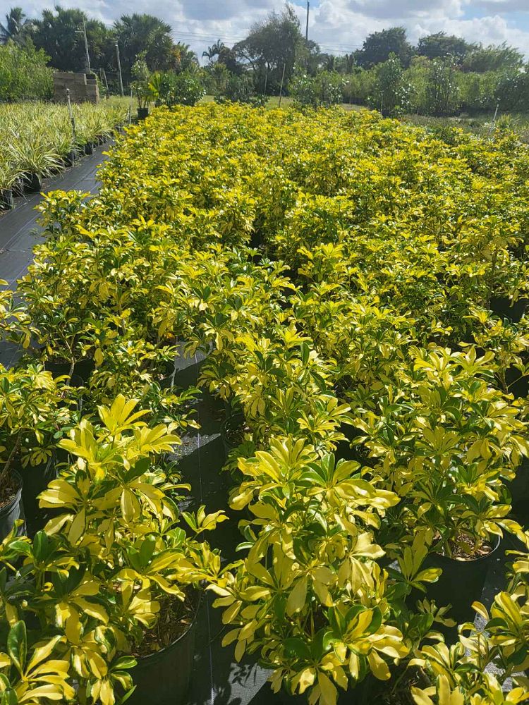 schefflera-arboricola-trinette-umbrella-tree
