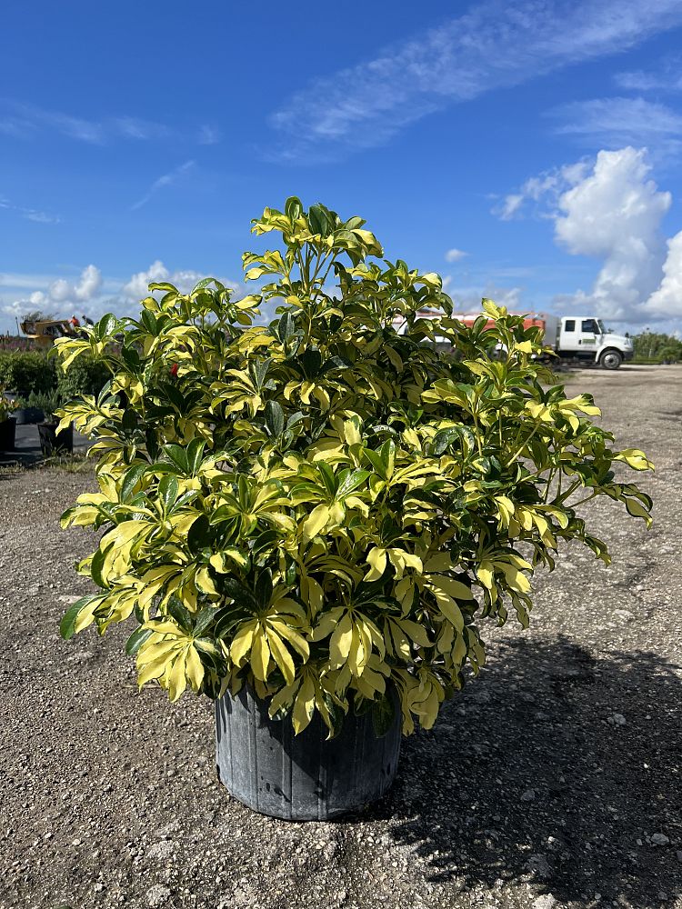 schefflera-arboricola-trinette-umbrella-tree