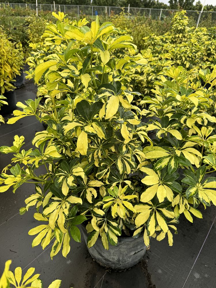 schefflera-arboricola-trinette-umbrella-tree