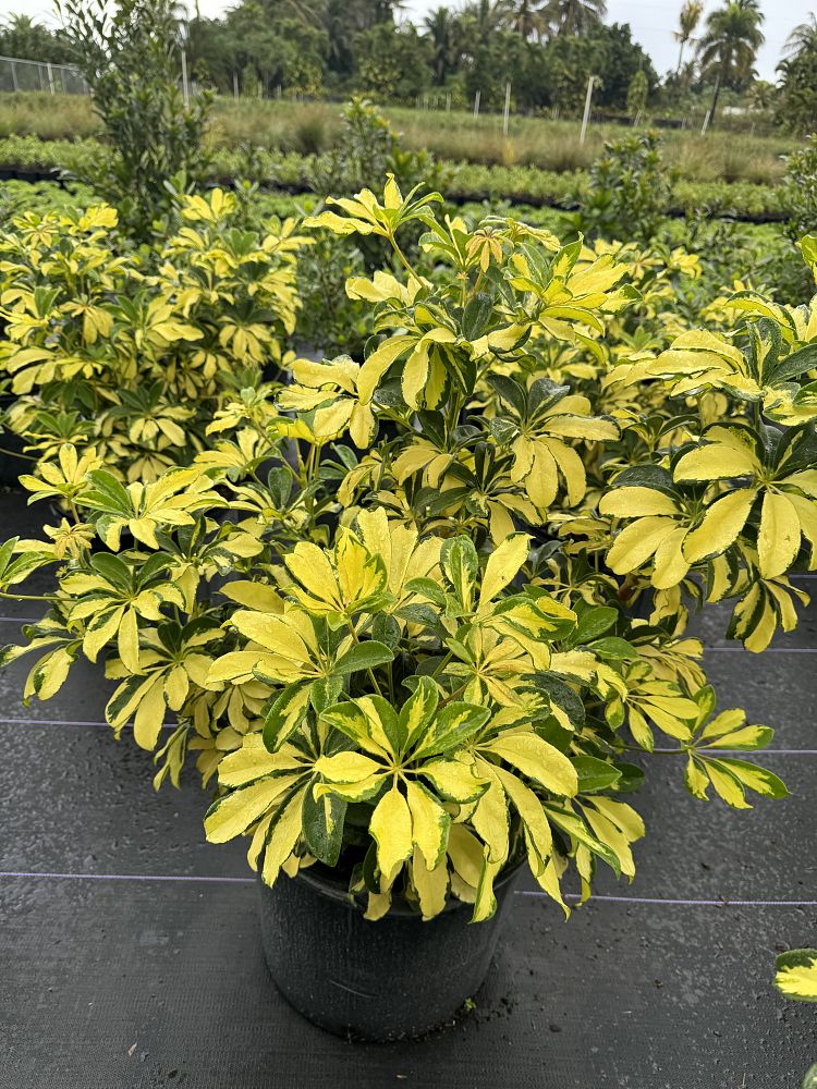 schefflera-arboricola-trinette-umbrella-tree