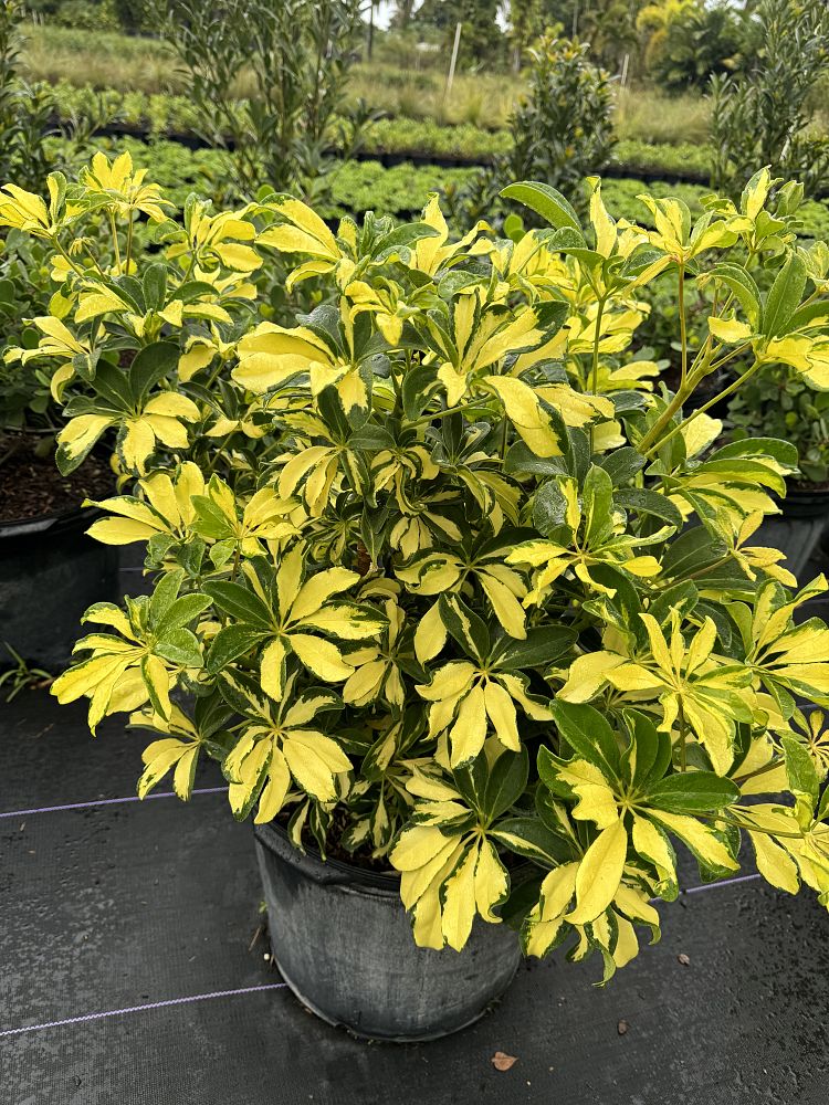 schefflera-arboricola-trinette-umbrella-tree