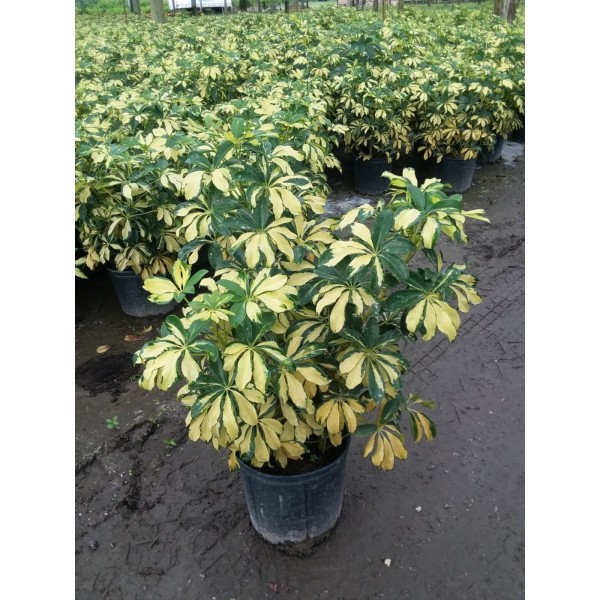schefflera-arboricola-trinette-umbrella-tree