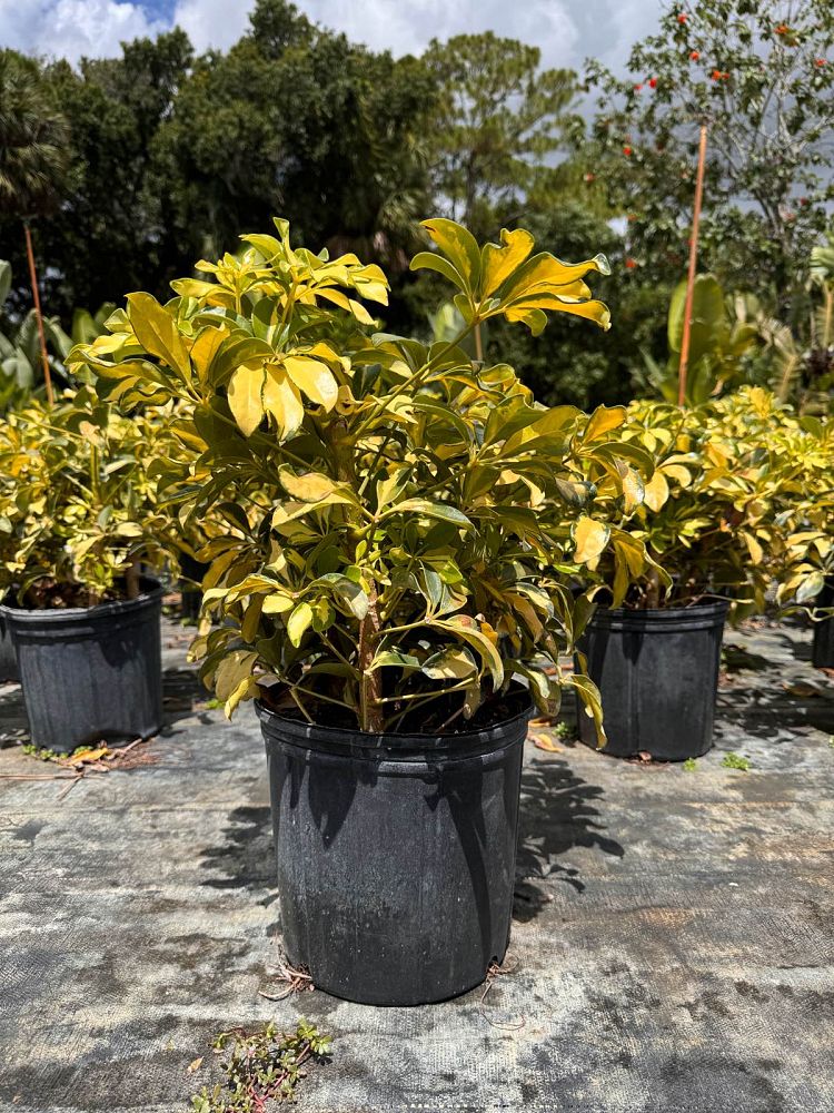 schefflera-arboricola-trinette-umbrella-tree