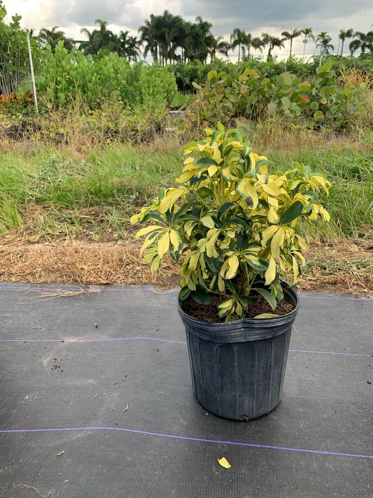 schefflera-arboricola-trinette-umbrella-tree