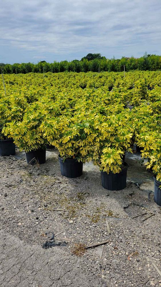 schefflera-arboricola-trinette-umbrella-tree