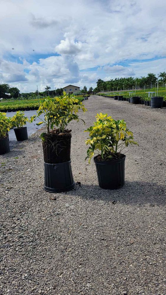 schefflera-arboricola-trinette-umbrella-tree