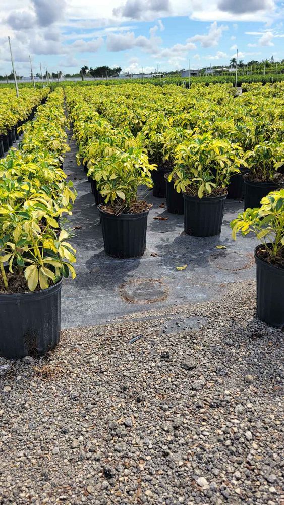 schefflera-arboricola-trinette-umbrella-tree