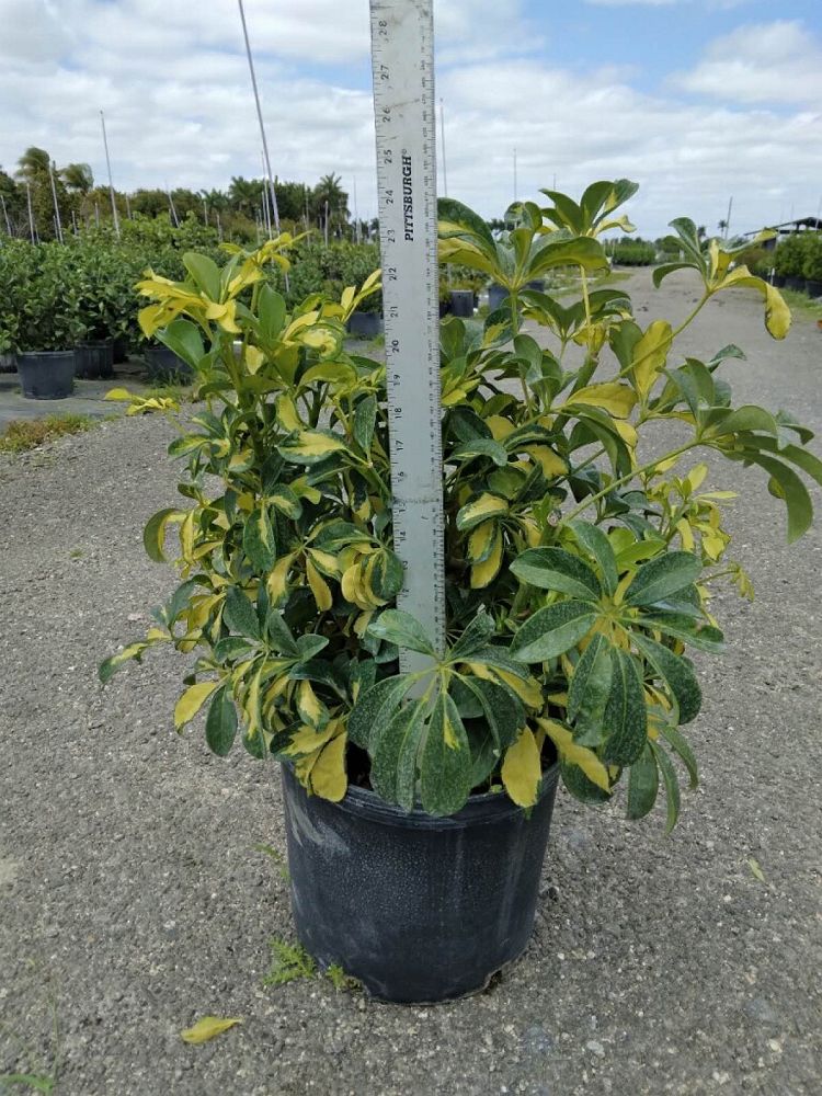 schefflera-arboricola-trinette-umbrella-tree