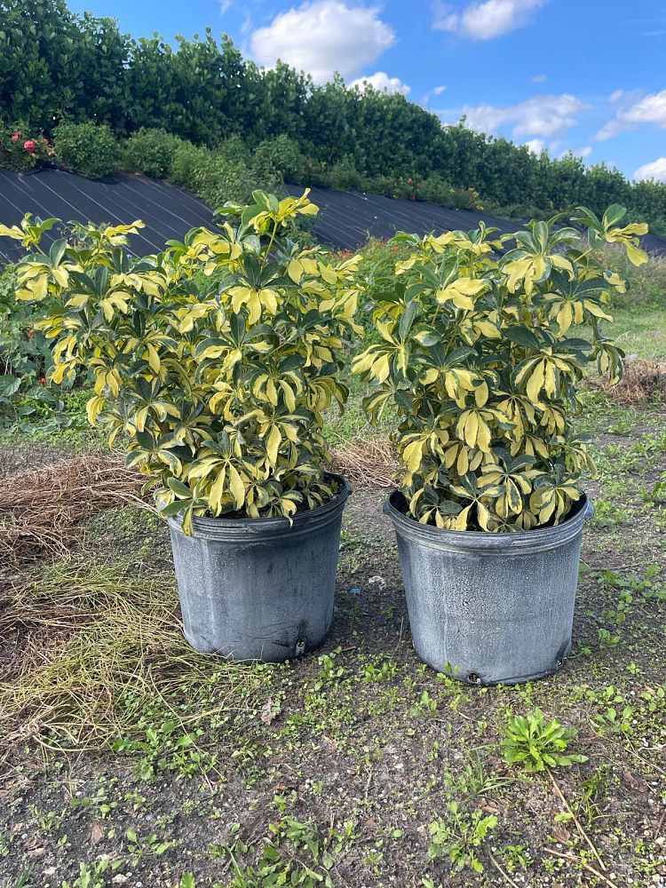 schefflera-arboricola-trinette-umbrella-tree