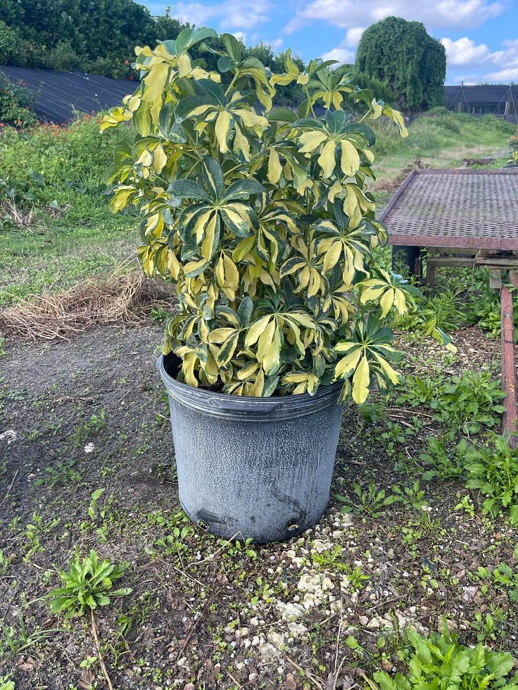 schefflera-arboricola-trinette-umbrella-tree