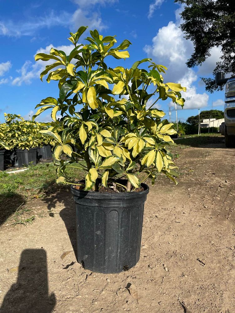 schefflera-arboricola-trinette-umbrella-tree