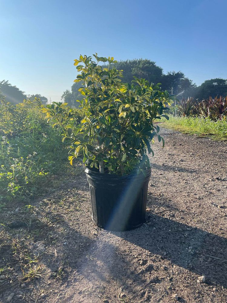 schefflera-arboricola-trinette-umbrella-tree