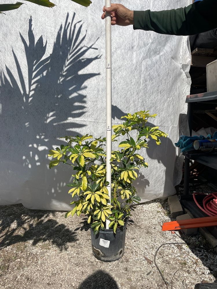 schefflera-arboricola-trinette-umbrella-tree