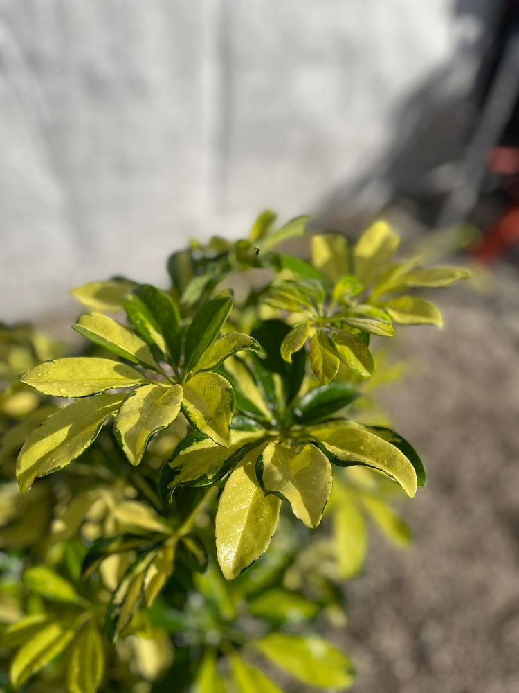 schefflera-arboricola-trinette-umbrella-tree