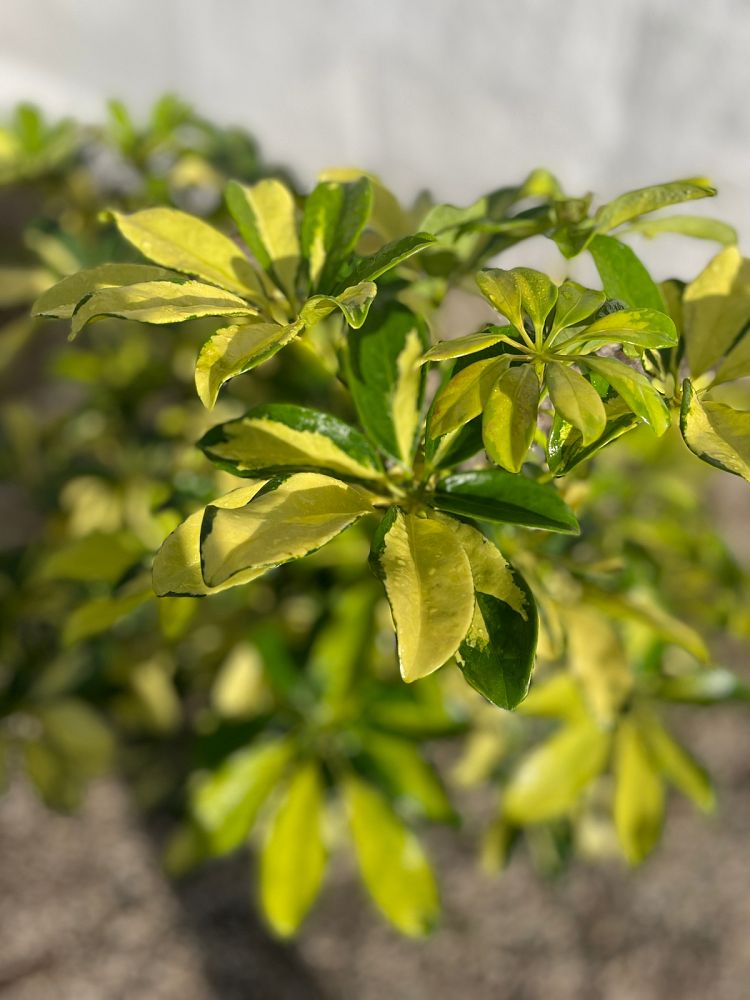 schefflera-arboricola-trinette-umbrella-tree