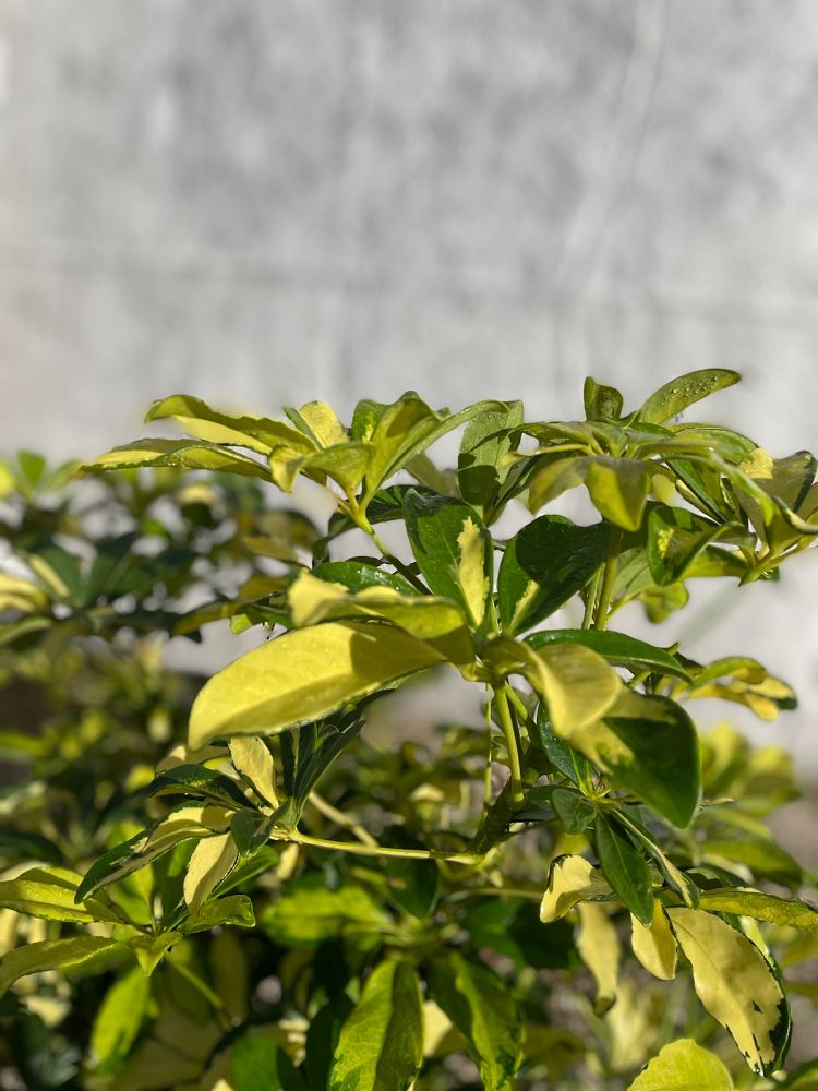 schefflera-arboricola-trinette-umbrella-tree