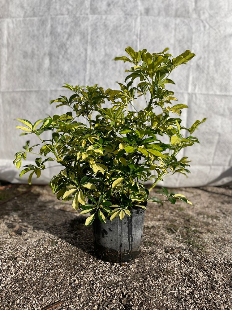 schefflera-arboricola-trinette-umbrella-tree