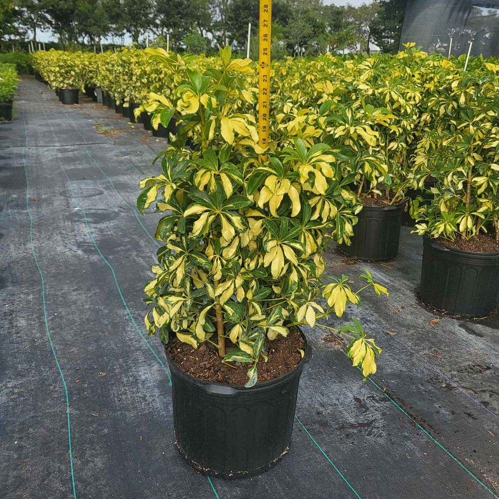 schefflera-arboricola-trinette-umbrella-tree