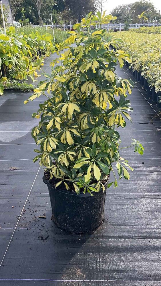 schefflera-arboricola-trinette-umbrella-tree
