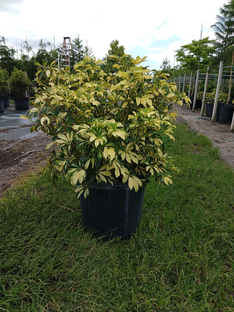 schefflera-arboricola-trinette-umbrella-tree