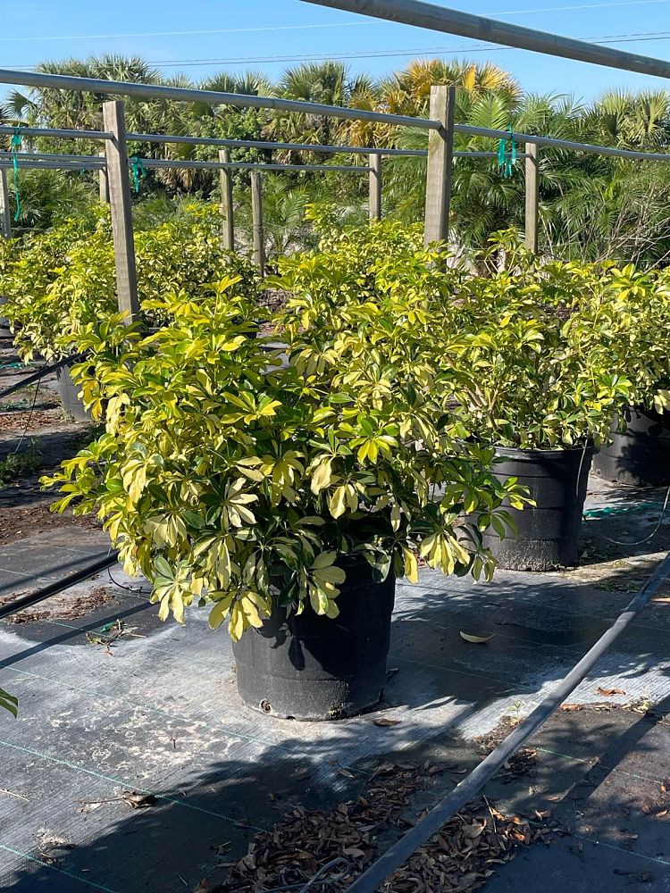 schefflera-arboricola-trinette-umbrella-tree
