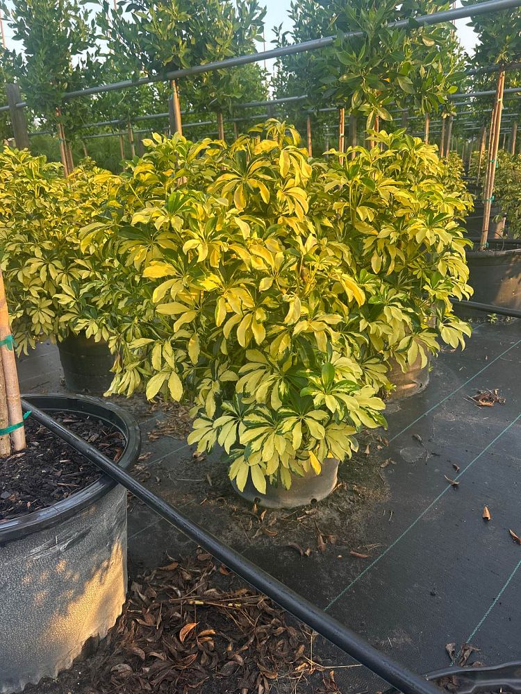 schefflera-arboricola-trinette-umbrella-tree