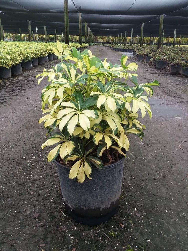 schefflera-arboricola-trinette-umbrella-tree