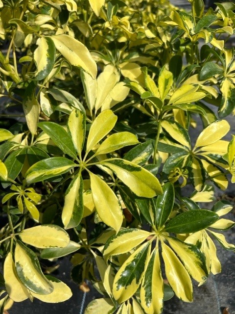 schefflera-arboricola-trinette-umbrella-tree