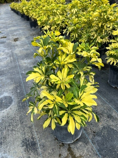 schefflera-arboricola-trinette-umbrella-tree
