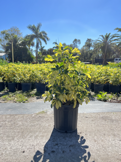 schefflera-arboricola-trinette-umbrella-tree