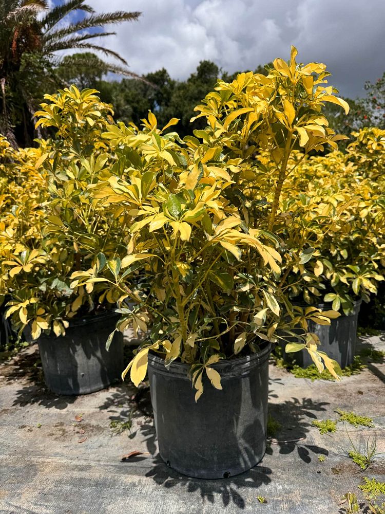 schefflera-arboricola-trinette-umbrella-tree